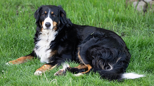 大型犬飼養指南-5種適合新手的大狗-大型幼犬狗糧注意事項-伯恩山犬-Bernese-Mountain-Dog